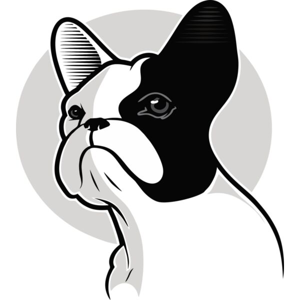 Hund Französische Bulldogge Miniaturansicht